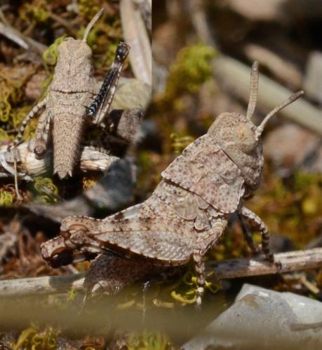 Réf. 323 396 : Oedipoda sp.
